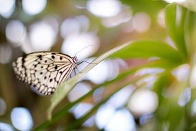 butterfly sits on a leaf of grass