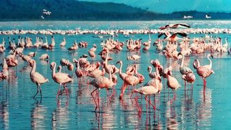 wonderful and beautiful Pink Flamingos