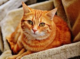 portrait of Red Cute domestic cat