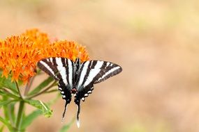 striped butterfly on a colorful flower