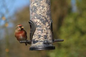 Linnet Garden Bird