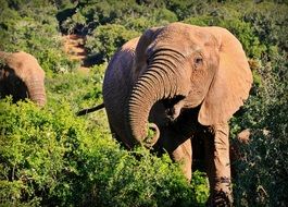 elephants in kruger national park