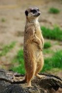 photo of meerkat in the steppe