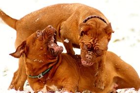 mastiffs playing on the snowy meadow