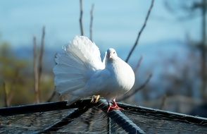 white dove on a sunny day