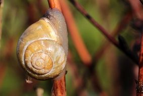 Shell Snail on branch