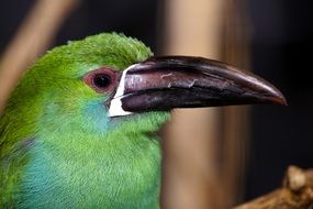 Exotic Green Bird head with black Beak close up