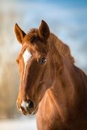 brown horse portrait