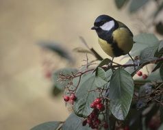 closeup view of cute tit Bird on branch sitting