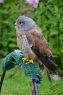 Kestrel Bird