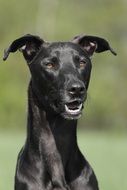 wonderful and beautiful Dog Portrait