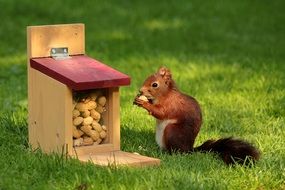 squirrel bites nuts at the feeding trough