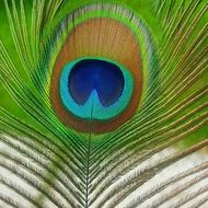 Peacock in all its beauty