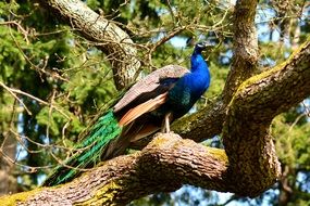 peacock stands on a tree stem