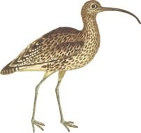 Curlew, wild Bird, illustration