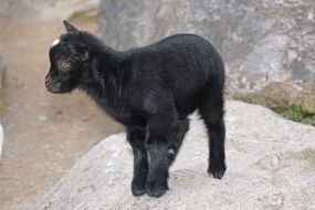 black dwarf goat near a stone wall