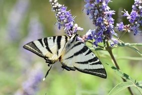 black and white butterfly in the wild