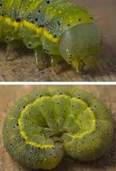 green caterpillar like a larva
