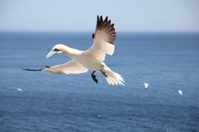 Gannet Flying above Northern Sea