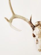 Antlers Skull