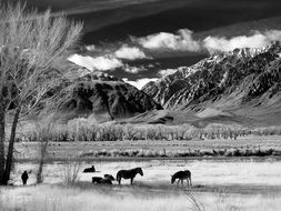 black and white photo of horses in the pasture