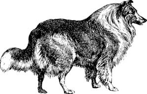 Black and white Canine Collie Dog drawing