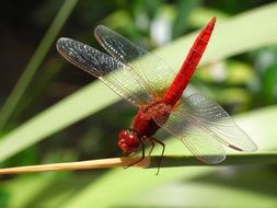 Beautiful colorful dragonfly on the plant clipart