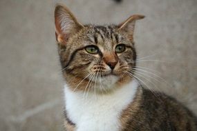 cute Cat Mieze