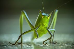 Cricket Grasshopper monster