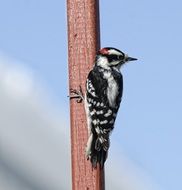 ortrait of Downy Woodpecker bird