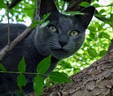 Grey domestic cat on the tree