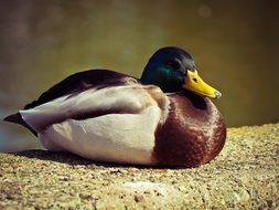 beautiful duck sitting in the sun