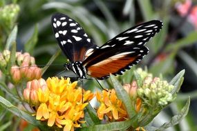 black Butterfly with white spots on Wings close-up on blurred background