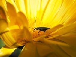 beetle inside a bright yellow flower
