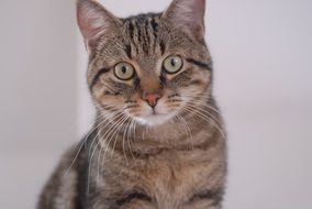 sitting cute domestic cat