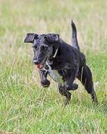 running black dog on the meadow