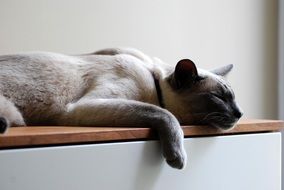 sleeping Siamese cat on the dresser