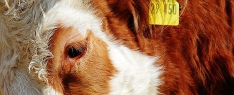 numbered farm cow