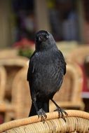 perched on the chair black raven