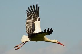 flying stork in the sky