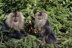lion-tailed macaque on a green tree