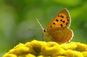 orange butterfly on the yellow flower