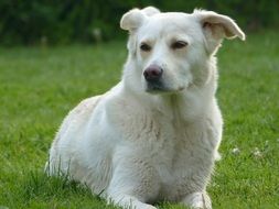 white dog lies on green grass in the meadow