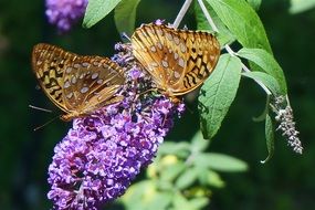 two passion butterflies on the lilac