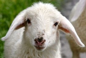 charming Lamb Sweet