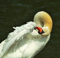 white swan cleans feathers