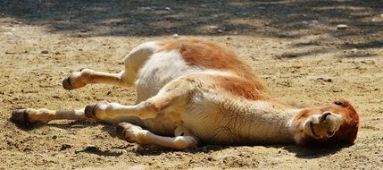 donkey lying on ground
