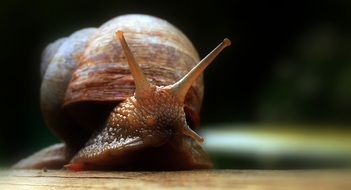 brown snail close up on blurred background