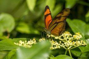 bright butterfly in green nature