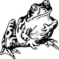 painted frogpainted frog on a white background